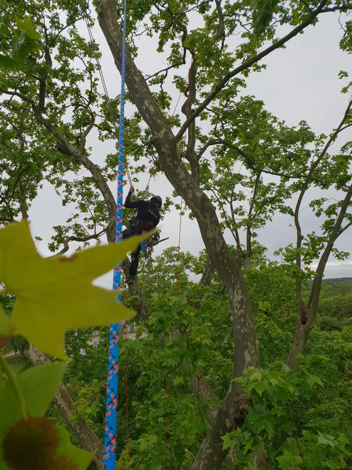 Grimpeur élagueur de Sev'Elag en haut d'un grand arbre lors d'une intervention d'élagage