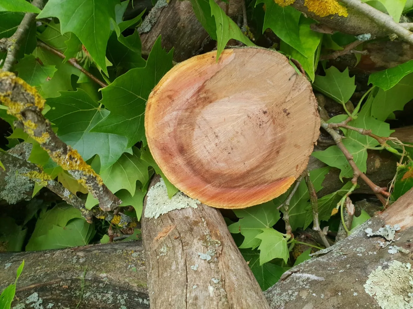 Détail d'une coupe de branche réalisée proprement par un élagueur