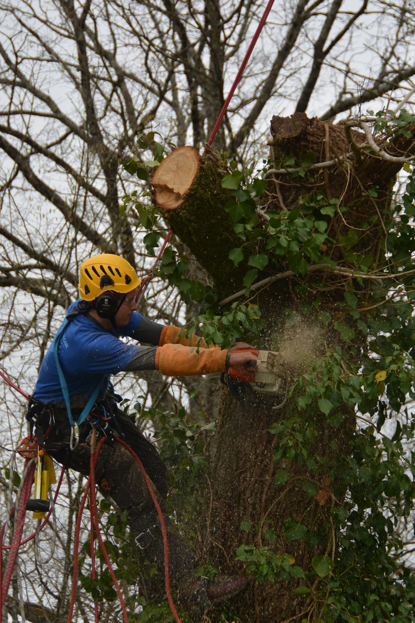 Tronc d'arbre coupé en rondins prêt à être évacué